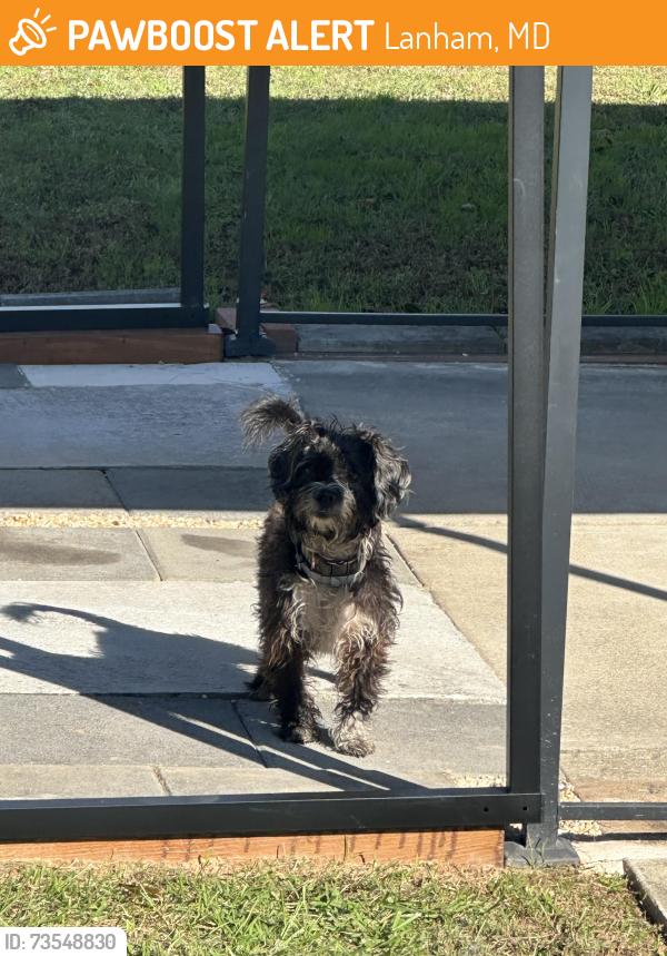 Found/Stray Male Dog last seen Annapolis Rd, Whitfield Chapel, Lanham, MD 20706