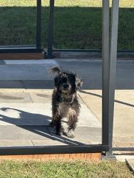 Found/Stray Male Dog last seen Annapolis Rd, Whitfield Chapel, Lanham, MD 20706