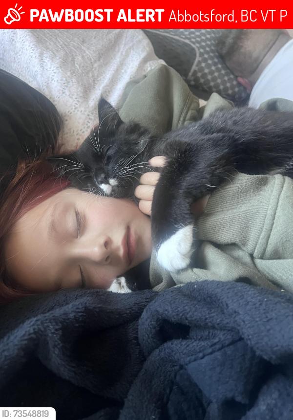 Lost Male Cat last seen Ridgeview and townline, Abbotsford, BC V2T 5P2