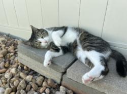 Lost Male Cat last seen Holland and 104th, Westminster, CO 80021