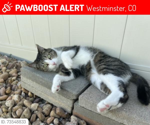 Lost Male Cat last seen Holland and 104th, Westminster, CO 80021