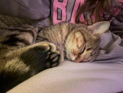 Reunited Male Cat last seen Memorial and Eastern, Oklahoma City, OK 73131