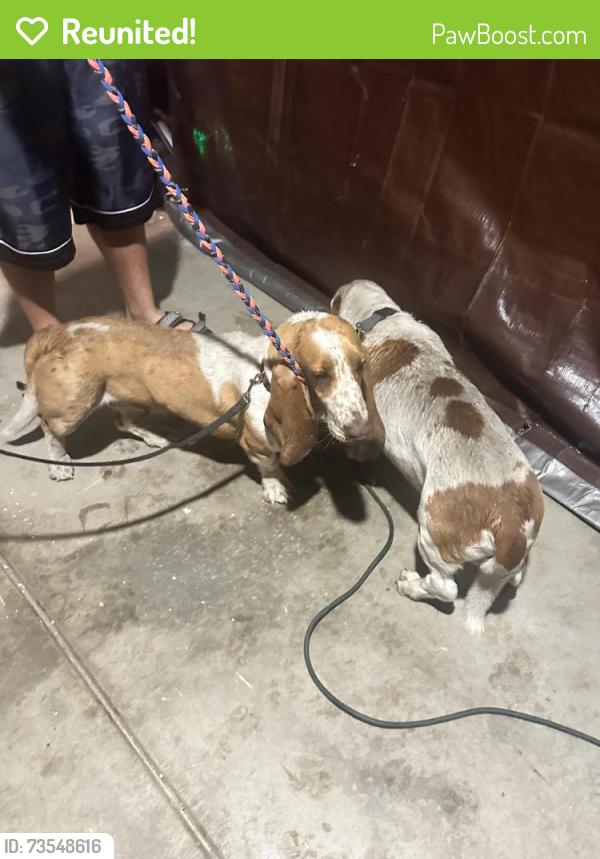 Reunited Unknown Dog last seen Slover and Sierra ave, Fontana, CA 92334