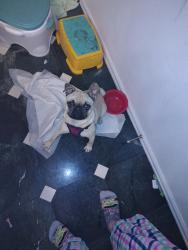 Found/Stray Female Dog last seen Green Valley Ranch Blvd, Denver, CO 80239