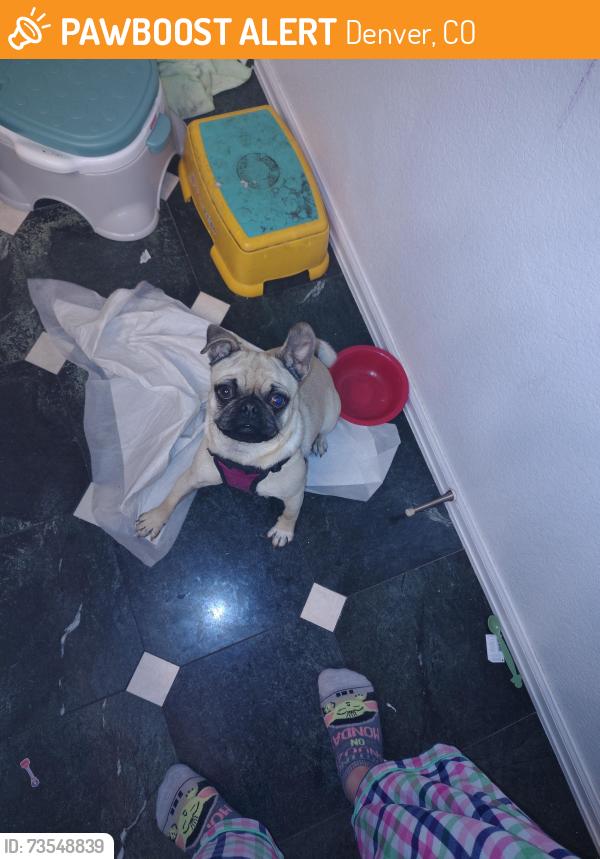 Found/Stray Female Dog last seen Green Valley Ranch Blvd, Denver, CO 80239