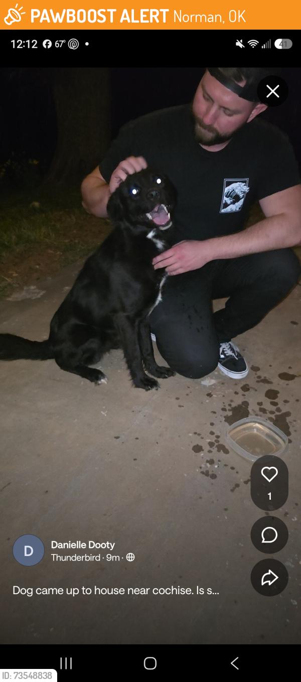 Found/Stray Unknown Dog last seen Aztec and Seminole rd, Norman, OK 73026