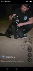 Found/Stray Unknown Dog last seen Aztec and Seminole rd, Norman, OK 73026
