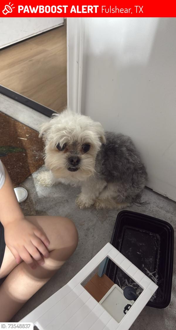 Lost Male Dog last seen Tamarron west, Fulshear, TX 77441