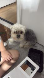 Lost Male Dog last seen Tamarron west, Fulshear, TX 77441