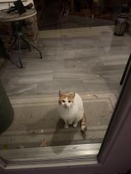 Found/Stray Unknown Cat last seen Near street between 111th & 109 ave, Edmonton, AB 