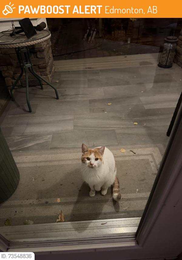 Found/Stray Unknown Cat last seen Near street between 111th & 109 ave, Edmonton, AB 