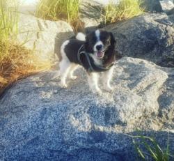 Lost Female Dog last seen N. Glenn Ave & 6th street (Vineyard par), Ontario, CA 91764