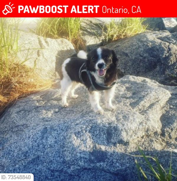 Lost Female Dog last seen N. Glenn Ave & 6th street (Vineyard par), Ontario, CA 91764