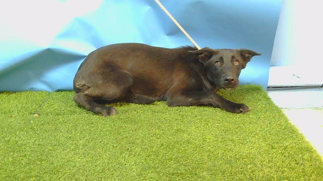 Shelter Stray Male Dog last seen , 216 W Victoria St, Gardena, CA 90248, USA