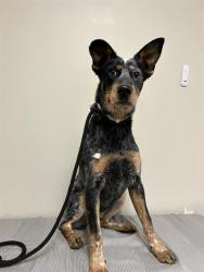 Shelter Stray Female Dog last seen , 38550 Sierra Hwy, Palmdale, CA 93550, USA