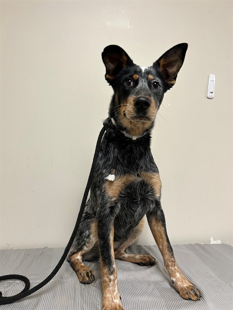 Shelter Stray Female Dog last seen , 38550 Sierra Hwy, Palmdale, CA 93550, USA