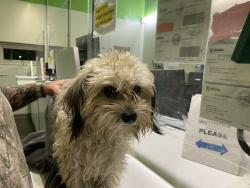 Shelter Stray Unknown Dog last seen , 1850 W 60th St, Los Angeles, CA 90047, USA