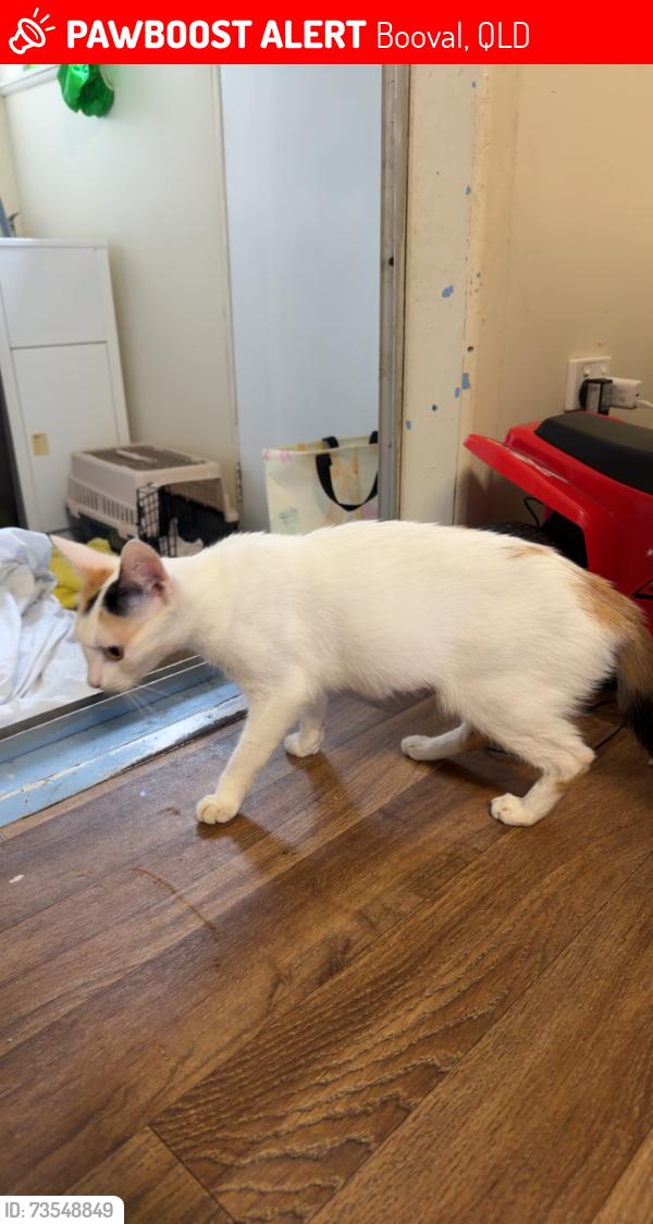 Lost Female Cat last seen Nimmo Street, Booval, QLD 4304