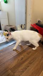 Lost Female Cat last seen Nimmo Street, Booval, QLD 4304