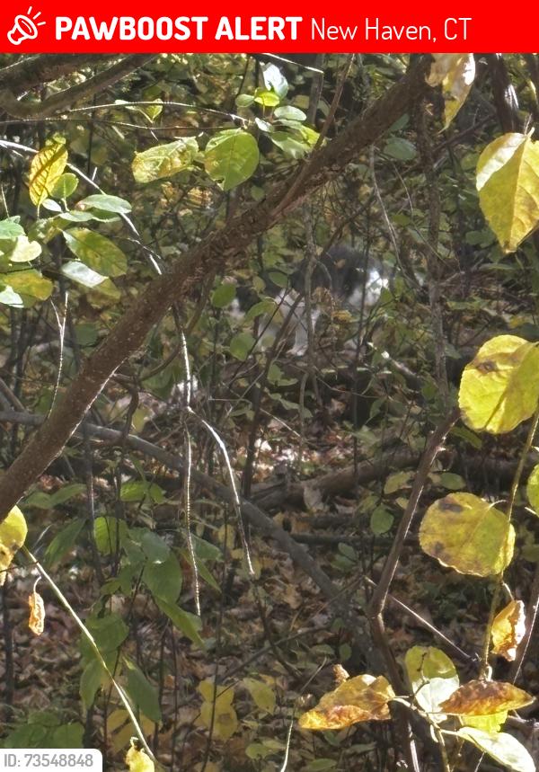 Lost Male Cat last seen West Rock Park, New Haven, CT 06515