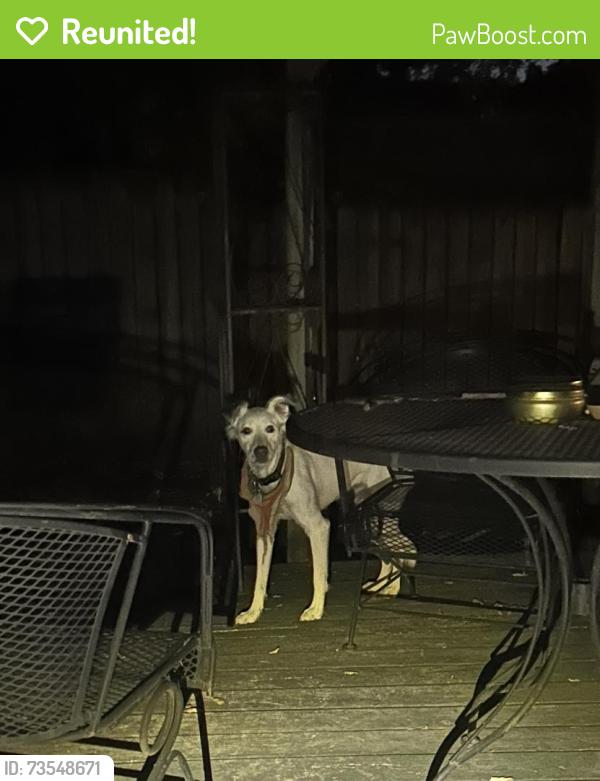 Reunited Unknown Dog last seen Polk and B Street, Little Rock, AR 72204