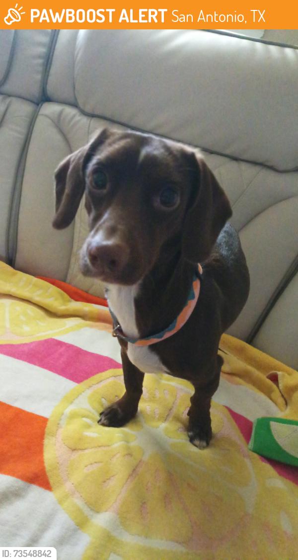 Found/Stray Female Dog last seen Whataburger and QT by W Ramsey Rd, San Antonio, TX 78216