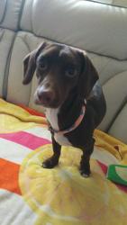 Found/Stray Female Dog last seen Whataburger and QT by W Ramsey Rd, San Antonio, TX 78216