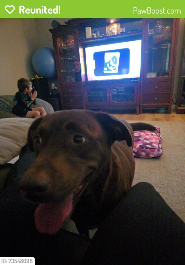Reunited Female Dog last seen C c bar park in citrus heights, california, Citrus Heights, CA 95610