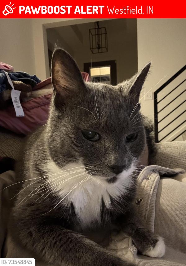 Lost Male Cat last seen Rossmay WESTFIELD IN, Westfield, IN 46074