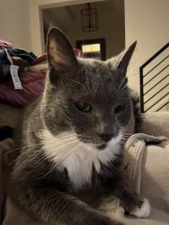 Lost Male Cat last seen Rossmay WESTFIELD IN, Westfield, IN 46074