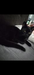 Reunited Male Cat last seen Near carlota ct, Charlotte, NC 28269