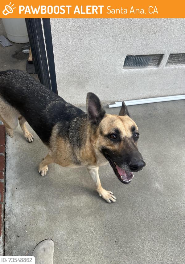 Found/Stray Female Dog last seen Wilshire and Bristol st, Santa Ana, CA 92707
