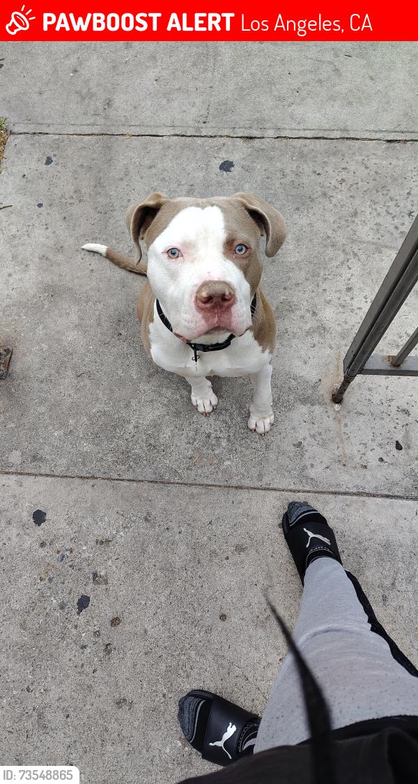 Lost Male Dog last seen Central, Los Angeles, CA 90001