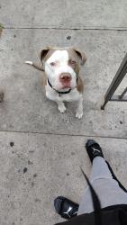 Lost Male Dog last seen Central, Los Angeles, CA 90001