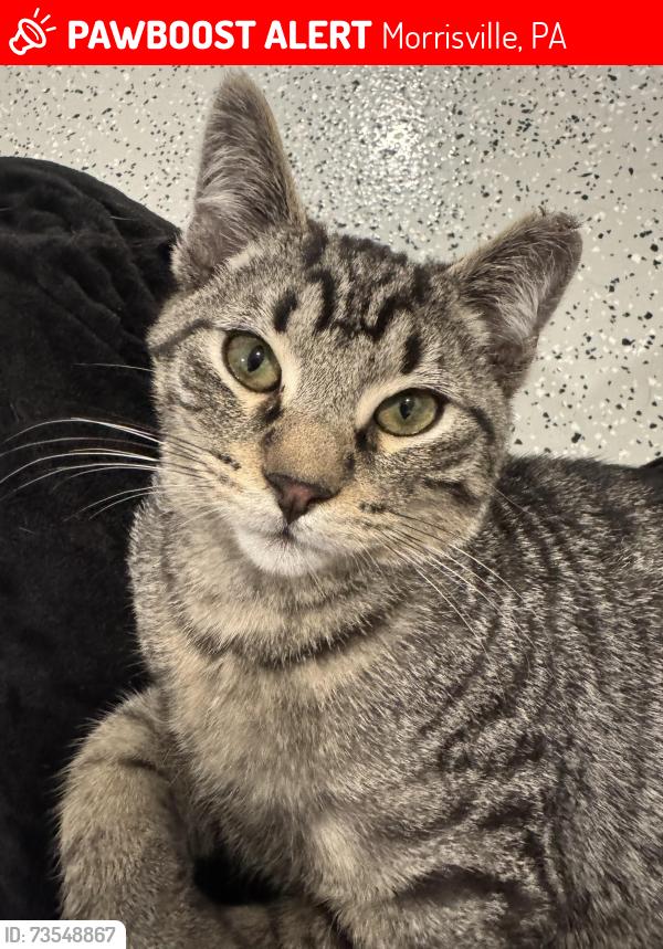 Lost Male Cat last seen Falls Park basketball courts, Morrisville, PA 19067