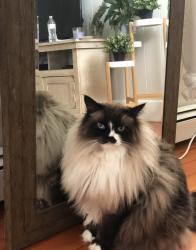 Reunited Male Cat last seen Nashua Street, Providence, RI 02904