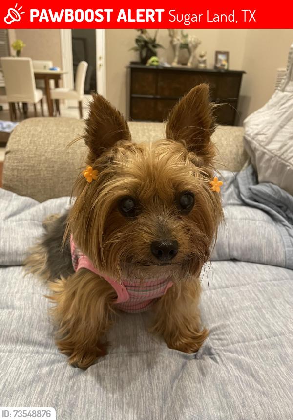 Lost Female Dog last seen Near Hundred Bridge Lane, Sugar Land, TX 77498
