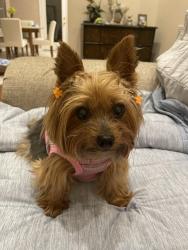 Lost Female Dog last seen Near Hundred Bridge Lane, Sugar Land, TX 77498