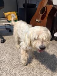 Found/Stray Male Dog last seen Colonial parkway, Katy, TX 77493