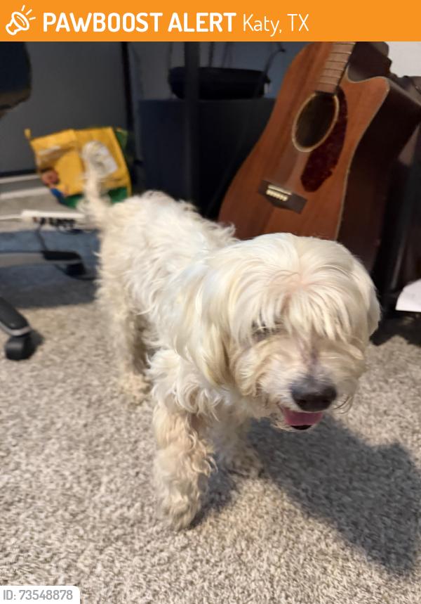 Found/Stray Male Dog last seen Colonial parkway, Katy, TX 77493