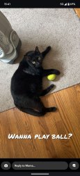 Lost Male Cat last seen Parkstone Subdivision, Cumming, GA 30028