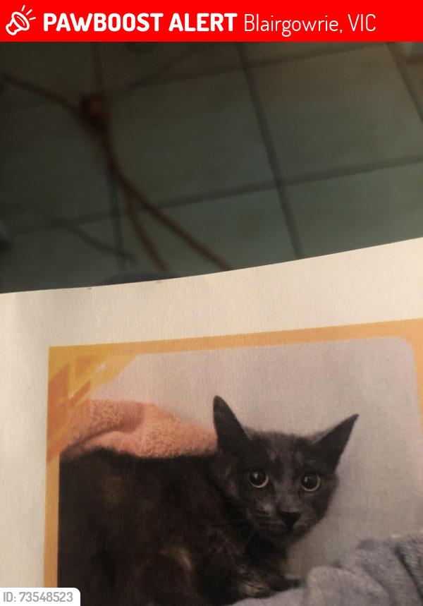 Lost Female Cat last seen Stringer road blairgowrue, Blairgowrie, VIC 3942