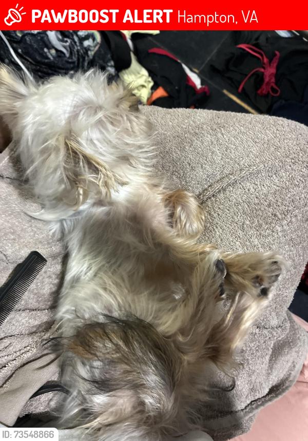 Lost Female Dog last seen Shell road, Hampton, VA 23661