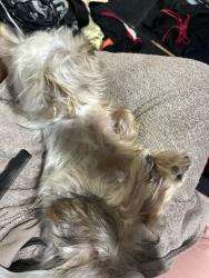 Lost Female Dog last seen Shell road, Hampton, VA 23661
