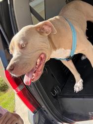 Found/Stray Female Dog last seen Dennet & tradition Rd by broken sprocket, Brownsville, TX 78526