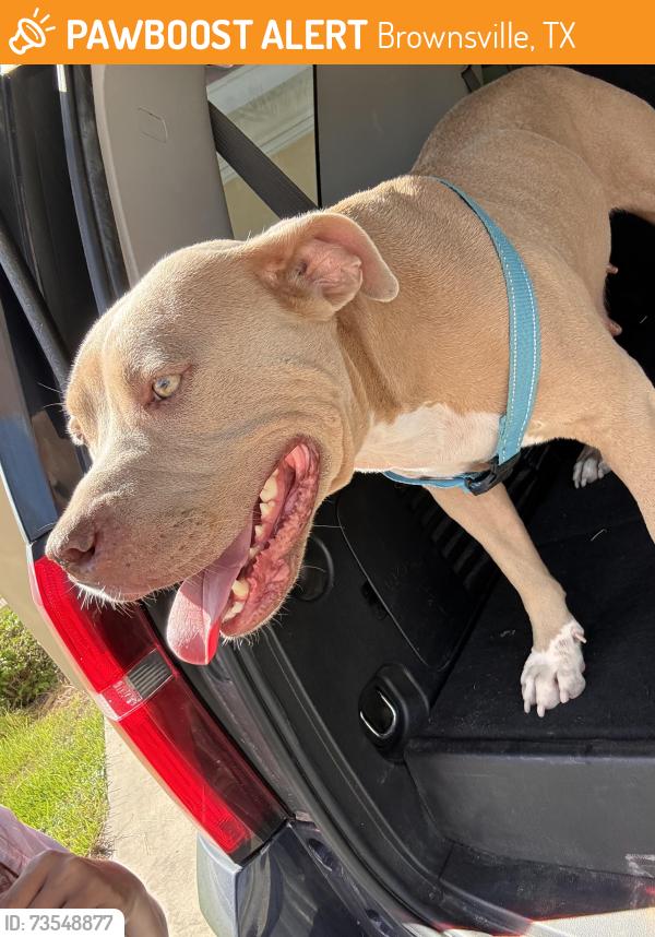 Found/Stray Female Dog last seen Dennet & tradition Rd by broken sprocket, Brownsville, TX 78526