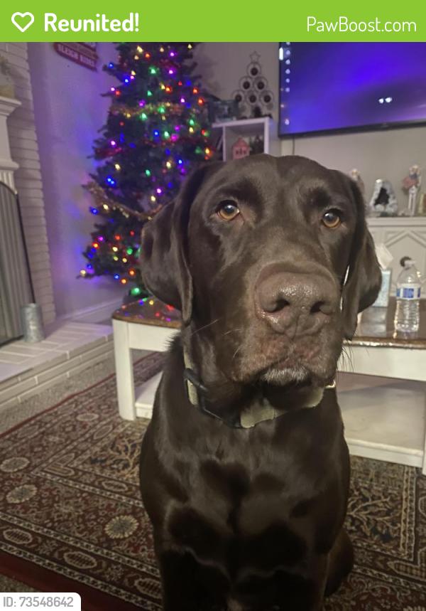 Reunited Male Dog last seen Nicholas st and Verna Mae, Sacramento, CA 95828