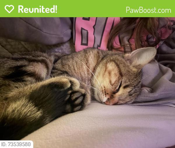 Reunited Male Cat last seen Memorial and Eastern, Oklahoma City, OK 73131