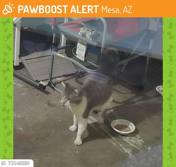 Found/Stray Unknown Cat last seen Gilbert Rd & Main St, Mesa, AZ 85203