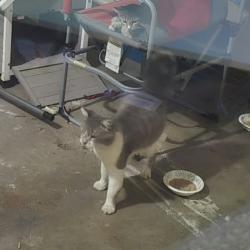 Found/Stray Unknown Cat last seen Gilbert Rd & Main St, Mesa, AZ 85203